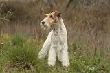 FOX TERRIER 504